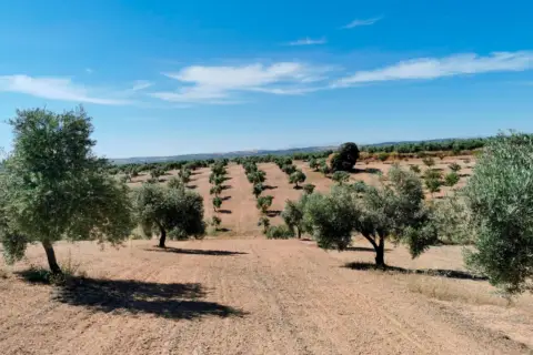 Terreno en calle Finca de Huelma
