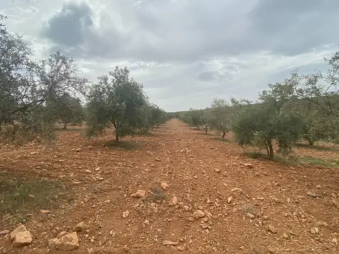 Finca rústica en calle Polígono 16 Parcela 646 Cañada de Zaldivar. Padu