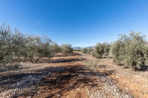 Finca rústica en calle Pago Cortijo de Las Monjas Poligono 1 Parcela 193