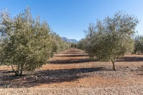 Finca rústica en calle Pago Cortijo de Las Monjas Poligono 1 Parcela 193