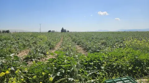 Terreno en calle de los Cipreses