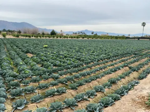Terreno en El Raal