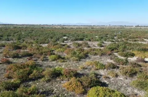 Finca rústica en Elche