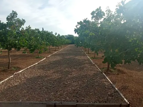 Terreno en calle Poblado Vicario