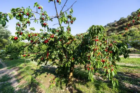 Terreno en Paseo Duquesa, nº s/n
