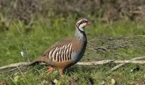 Finca rústica en Albacete
