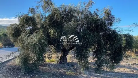 Terreno en calle -