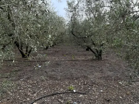 Terreno en Passatge C
