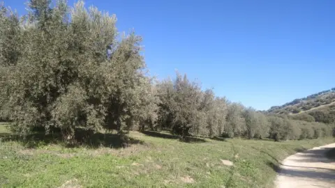 Terreno en Carretera de Tocòn