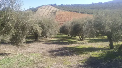 Terreno en Carretera de Tocòn