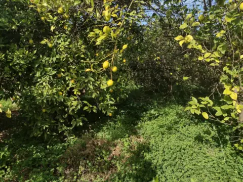 Terreno en calle del Rincón Gallego