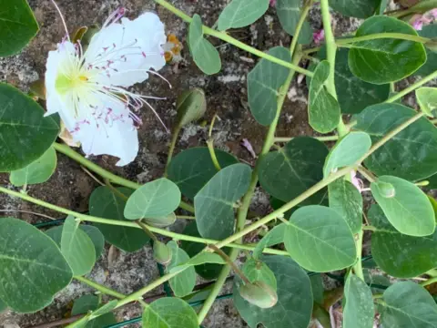 Finca rústica en calle Crta Banyalbufar/ Estallencs, nº 00