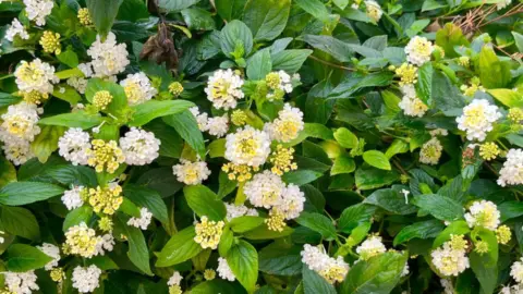 Piso en calle de Màrius Verdaguer