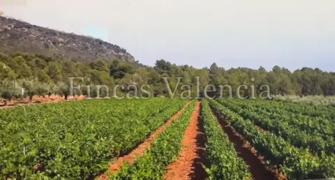Terreno en calle Soneja