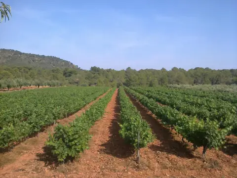 Terreno en calle Soneja