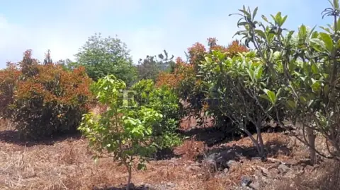 Finca rústica en El Tanque Arriba