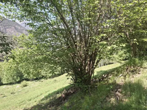 Terreno en calle Camí Dels Agrels