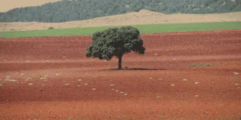 Terreno en Moriscos