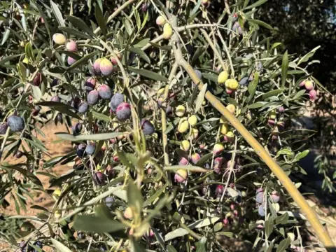 Finca rústica en Área de Xerta-Paüls