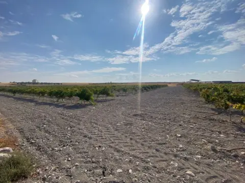 Terreno en Carretera Pozuelo de Calatrava