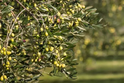 Finca rústica en Manzanilla
