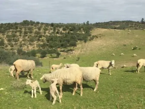 Finca rústica en Sin Zona