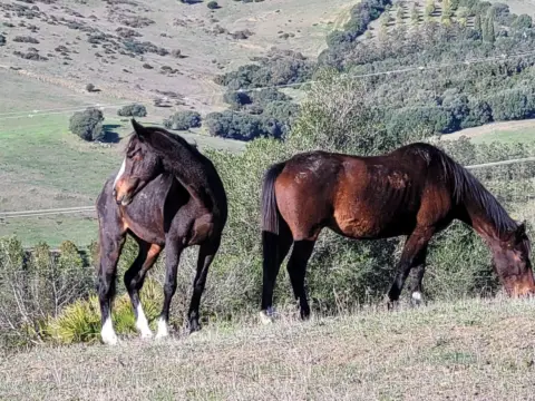 Chalet en San Martin del Tesorillo