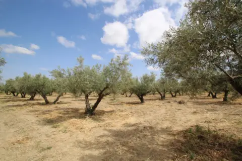Terreno en calle de los Tejares