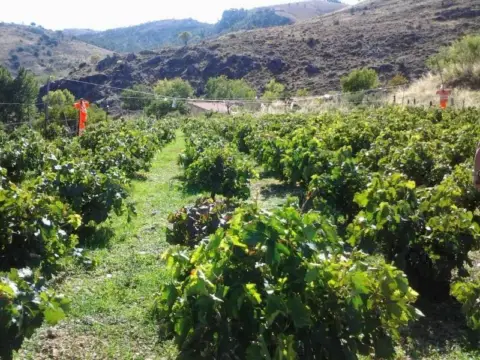 Finca rústica en Centro
