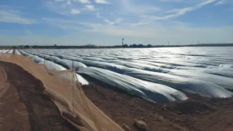 Terreno en Balsapintada