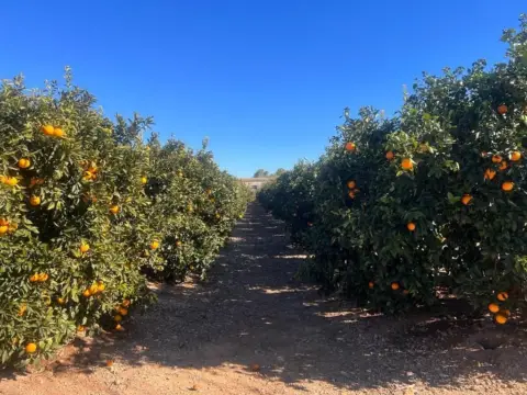 Finca rústica en LLIRIA