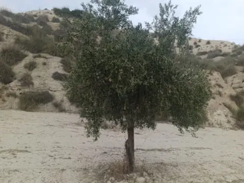 Terreno en calle P8Ch+5Hh los Olivos