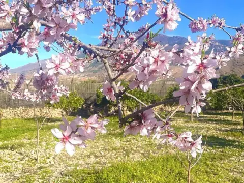 Finca rústica en Dalias