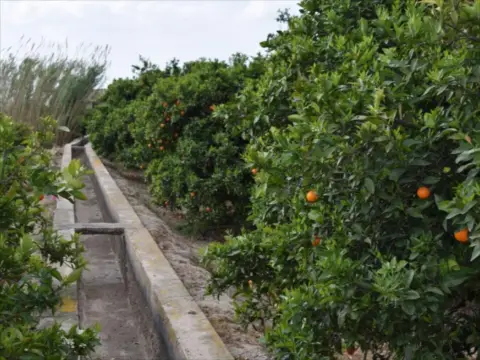 Finca rústica en Carcaixent
