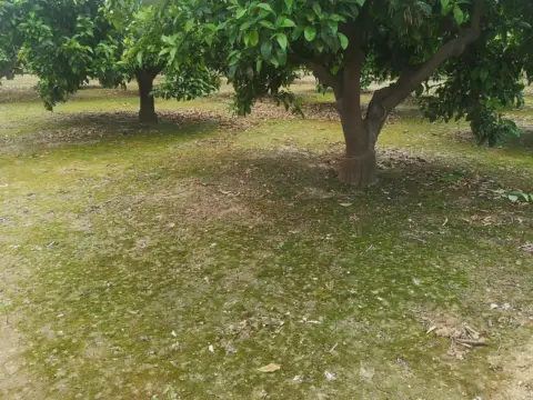 Finca rústica en calle Poligono 5