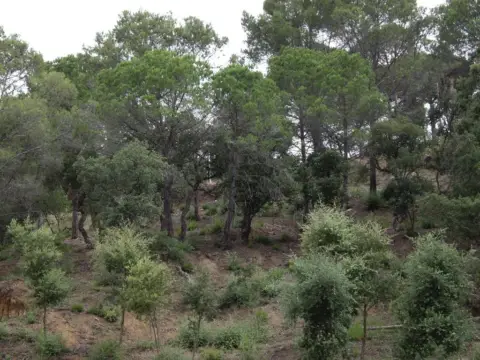 Terreno en calle Alzina, 62
