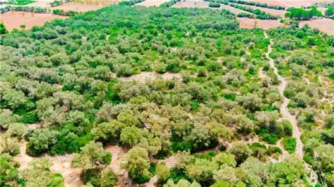 Terreno en Felanitx
