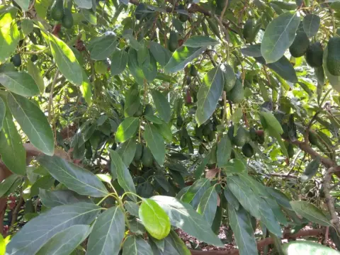 Terreno en Rincón