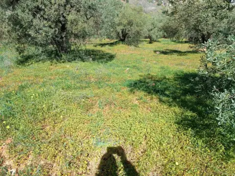 Terreno en El Candado-Camino de Olías-Camino de los Montes