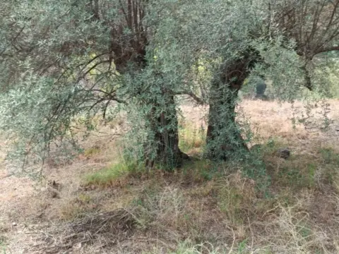 Terreno en Canillas de Aceituno