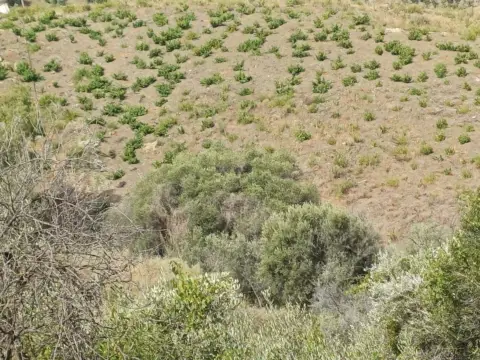 Terreno en Almáchar