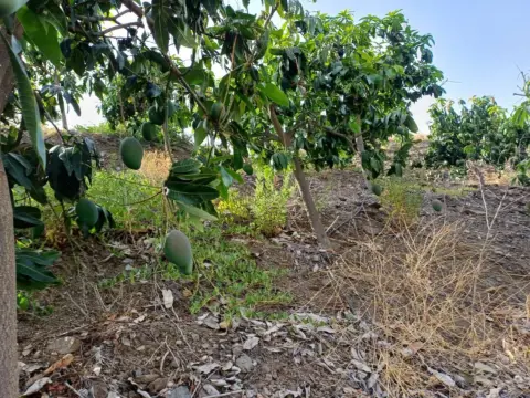 Terreno en Almáchar