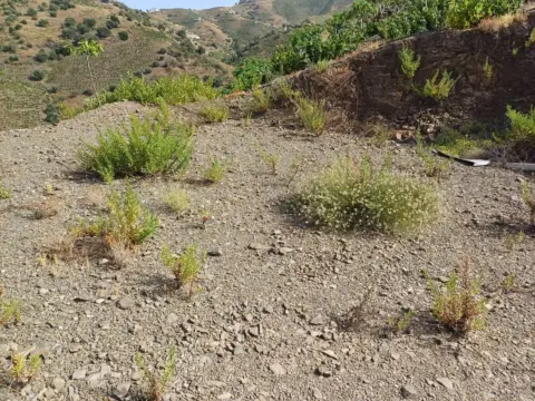 Terreno en Almáchar