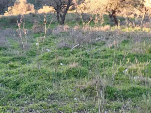 Terreno en Centro Histórico-La Merced