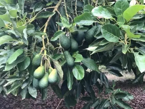 Finca rústica en Vega