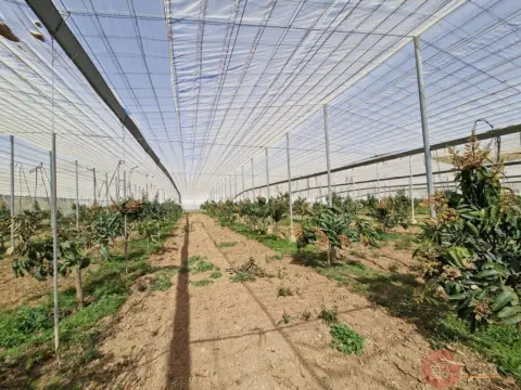 Finca rústica en La Palmilla