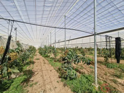 Finca rústica en La Palmilla