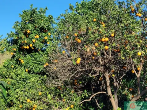 Finca rústica en Pago Vega Alta