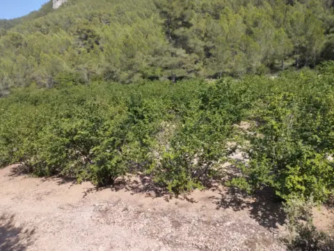 Finca rústica en Vandellos