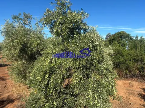 Finca rústica en Lucena Oportunidad